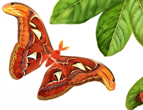 Attacus Atlas and rambutan tree step by step