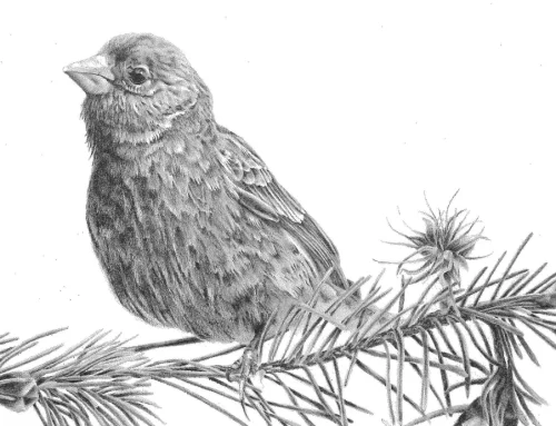 Drawing Nature, Science and Culture: Natural History Illustration 101