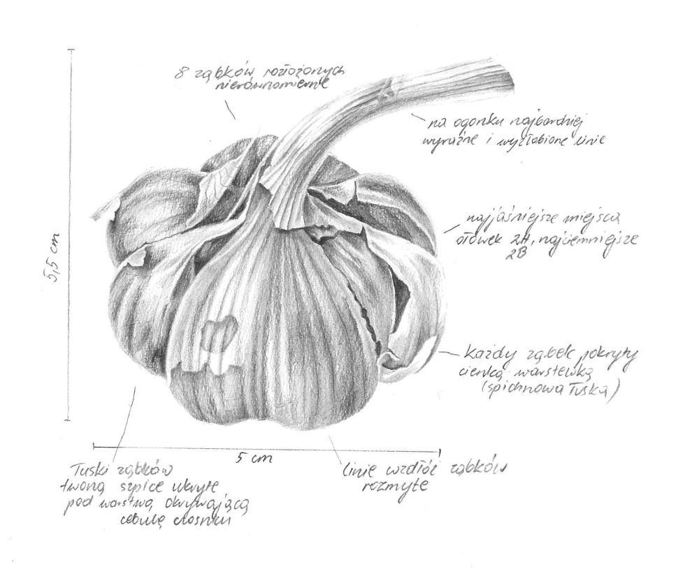 Special Feature: Natural Science – Artists' Blogs :: Medical Illustration  Sourcebook