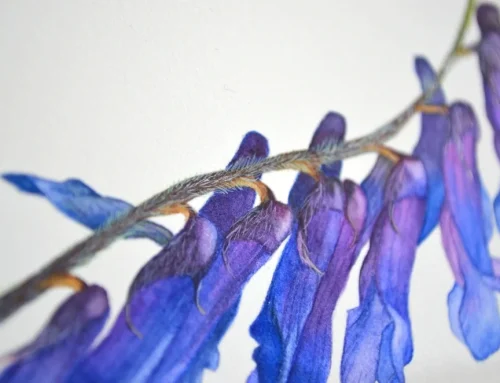 Vicia Cracca step by step
