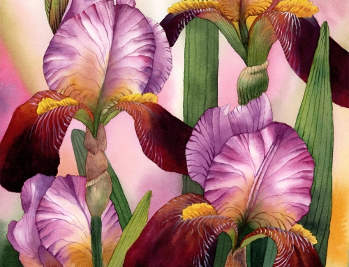 How to Paint Bearded irises in Watercolor – Tutorial Preview