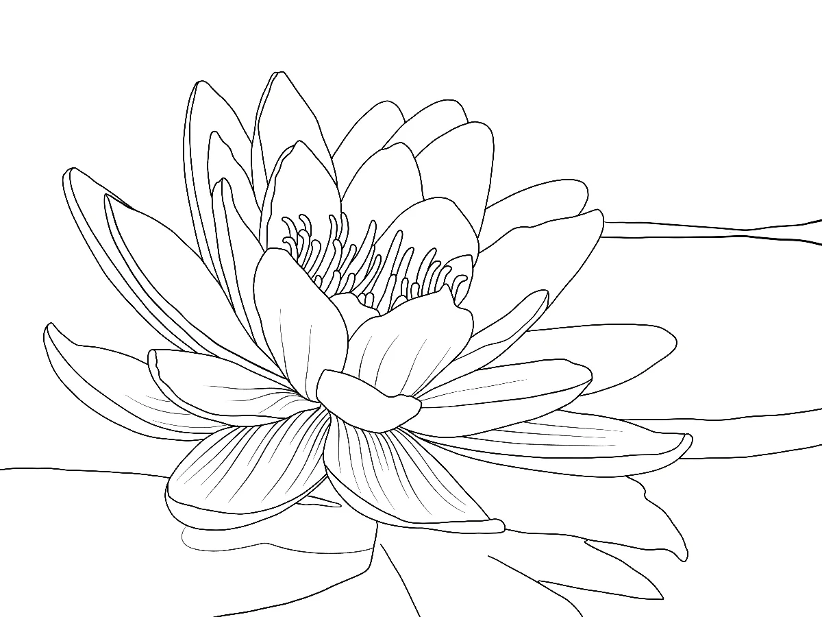 Water lily drawing for a watercolor painting