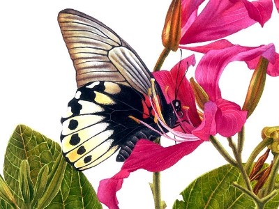 Papilio Memnon Butterfly